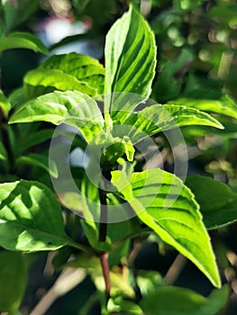 OcimumÃÂ basilicum SweetBasil